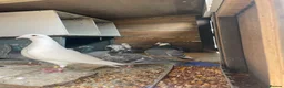Pigeons birds for sale: Homing pigeons for sale  in Stoke-on-Trent - Advert 2