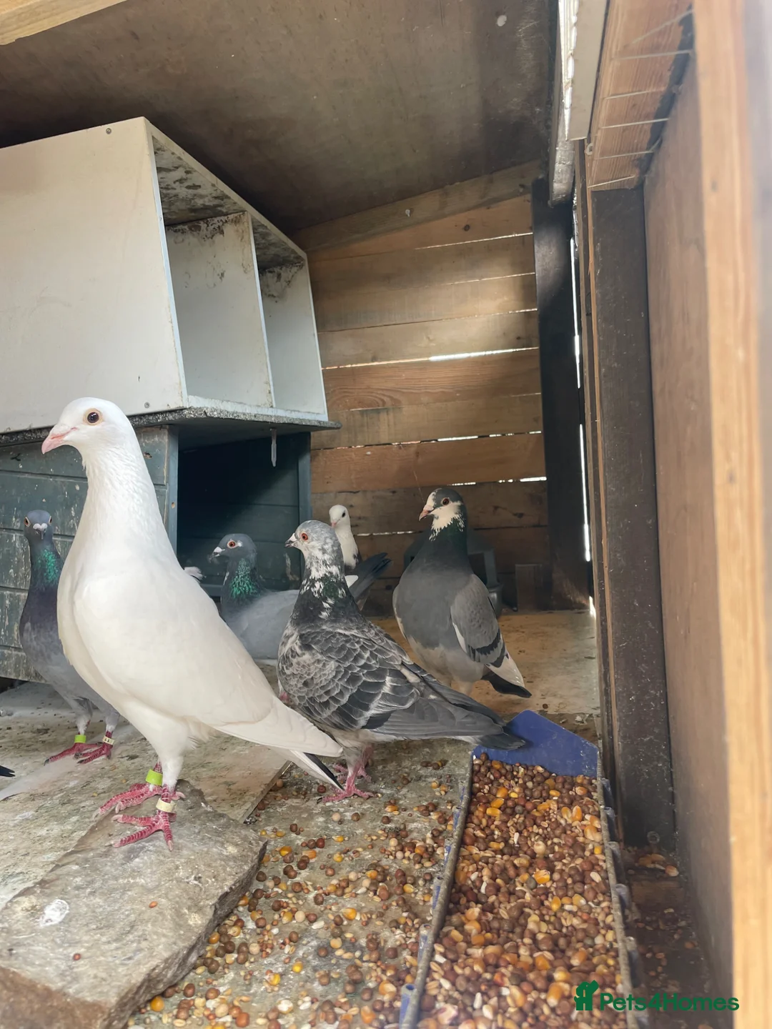 Pigeons birds for sale: Homing pigeons for sale  in Stoke-on-Trent - Advert 2