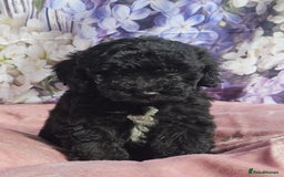 Cockapoo dogs for sale: sable & phantom & tri colour cockapoo puppies  - Image 33