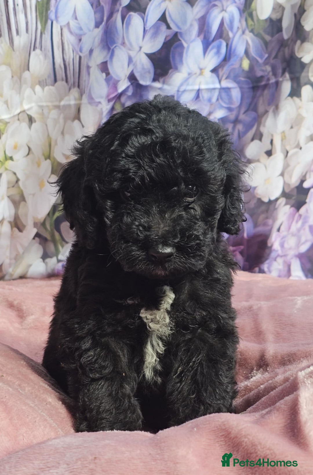 Cockapoo dogs for sale: sable & phantom & tri colour cockapoo puppies  - Image 33
