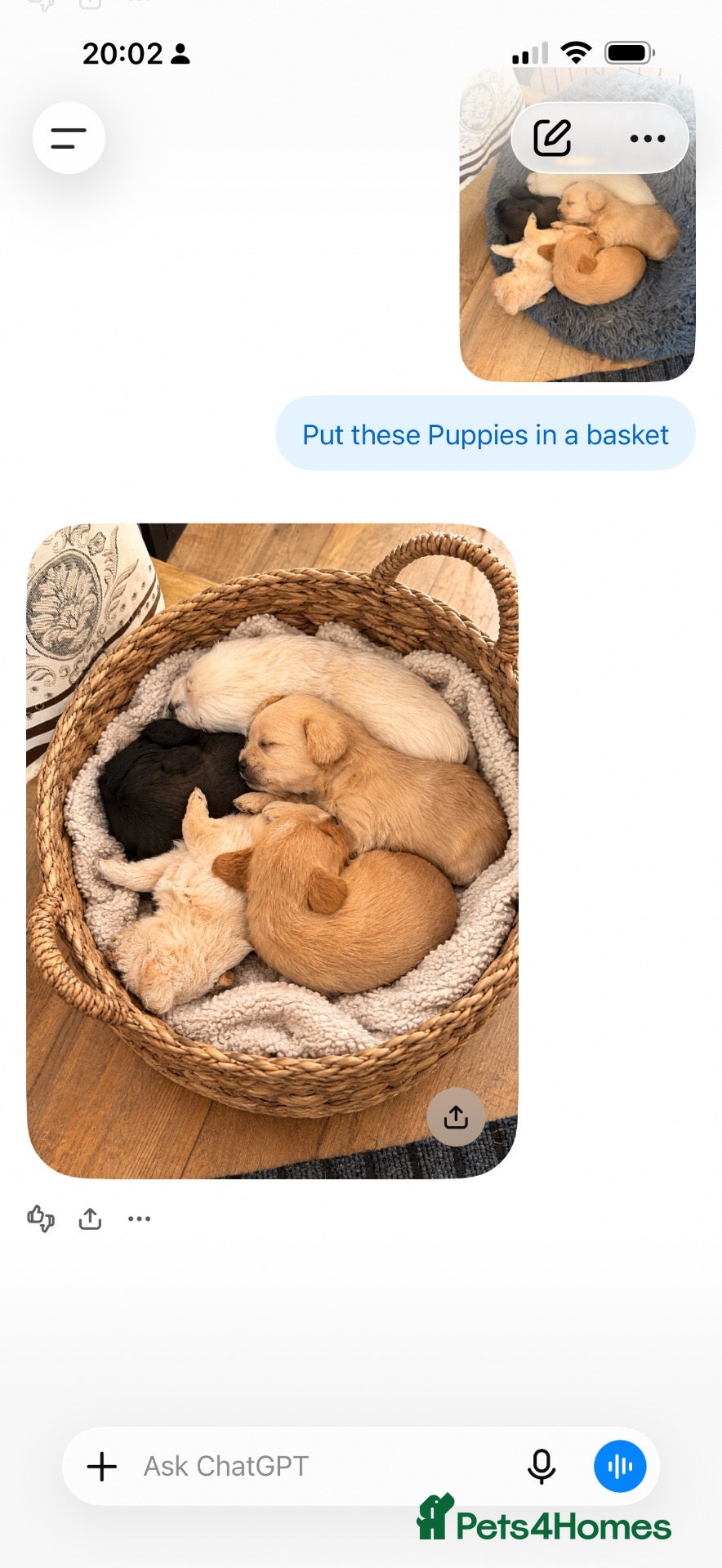 Mixed Breed dogs North Terry Cross by poodle - Advert 2
