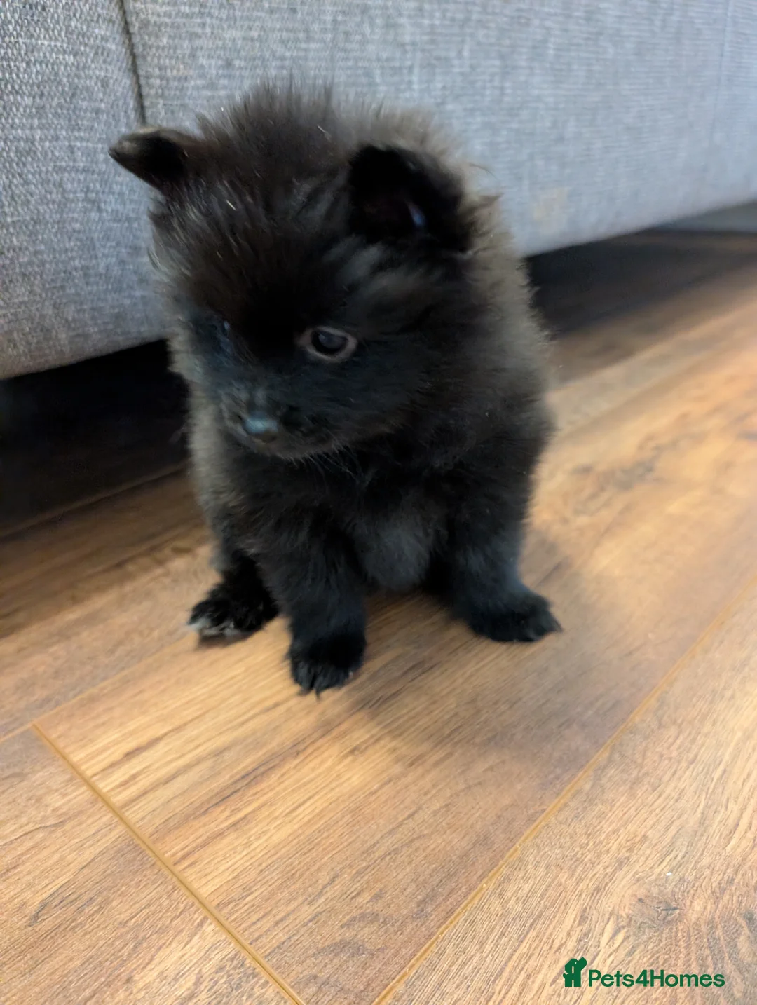 Pomeranian dogs for sale: Miniature Pomeranians - Advert 3
