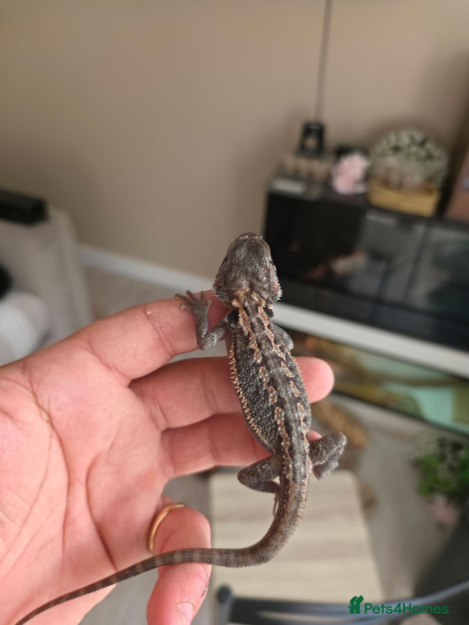 Bearded Dragon reptiles Baby beardies  - Advert 2