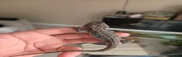 Bearded Dragon reptiles for sale: Baby beardies  - Advert 2