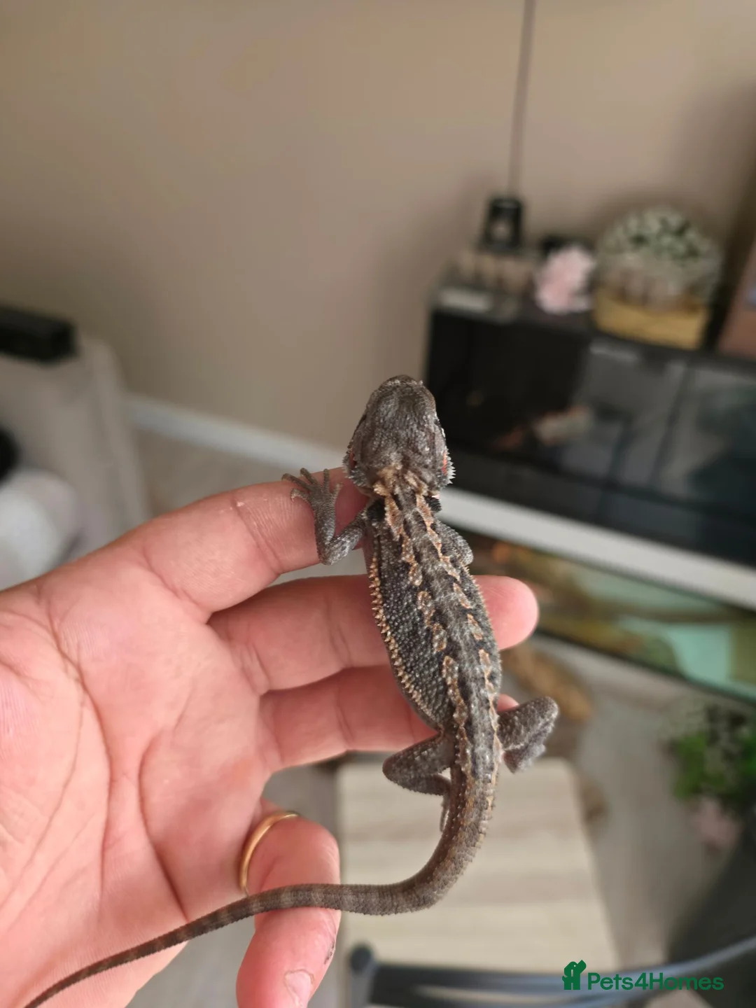 Bearded Dragon reptiles for sale: Baby beardies  - Advert 2