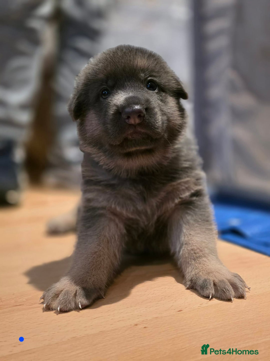 German Shepherd dogs for sale: Cute German shepherd puppies  - Advert 6