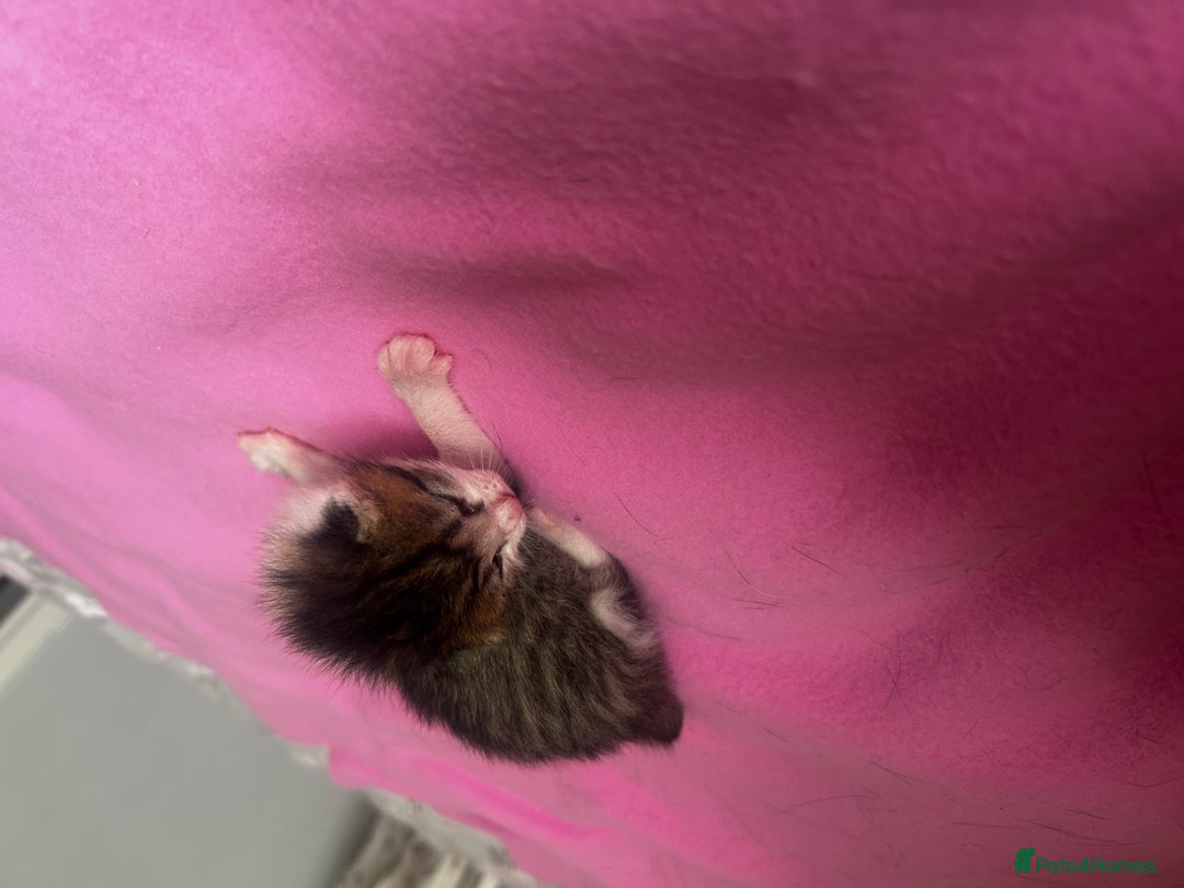 Mixed Breed cats for sale: 2 beautiful tabby girls and 1 Black & white Boy - Image 7