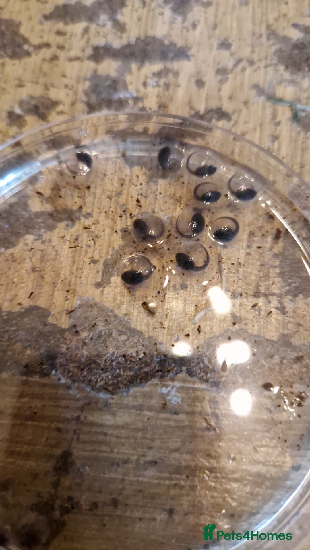 Frog reptiles for sale: Amereega basslei Sisa tadpoles  - Advert 2