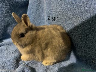Netherland Dwarf rabbits Dwarf Netherland rabbits - Advert 5