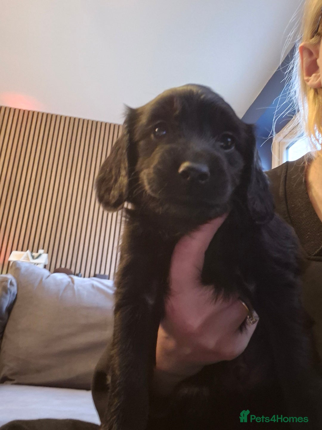 Cockapoo dogs for sale: F2 cockapoo puppies  - Image 6