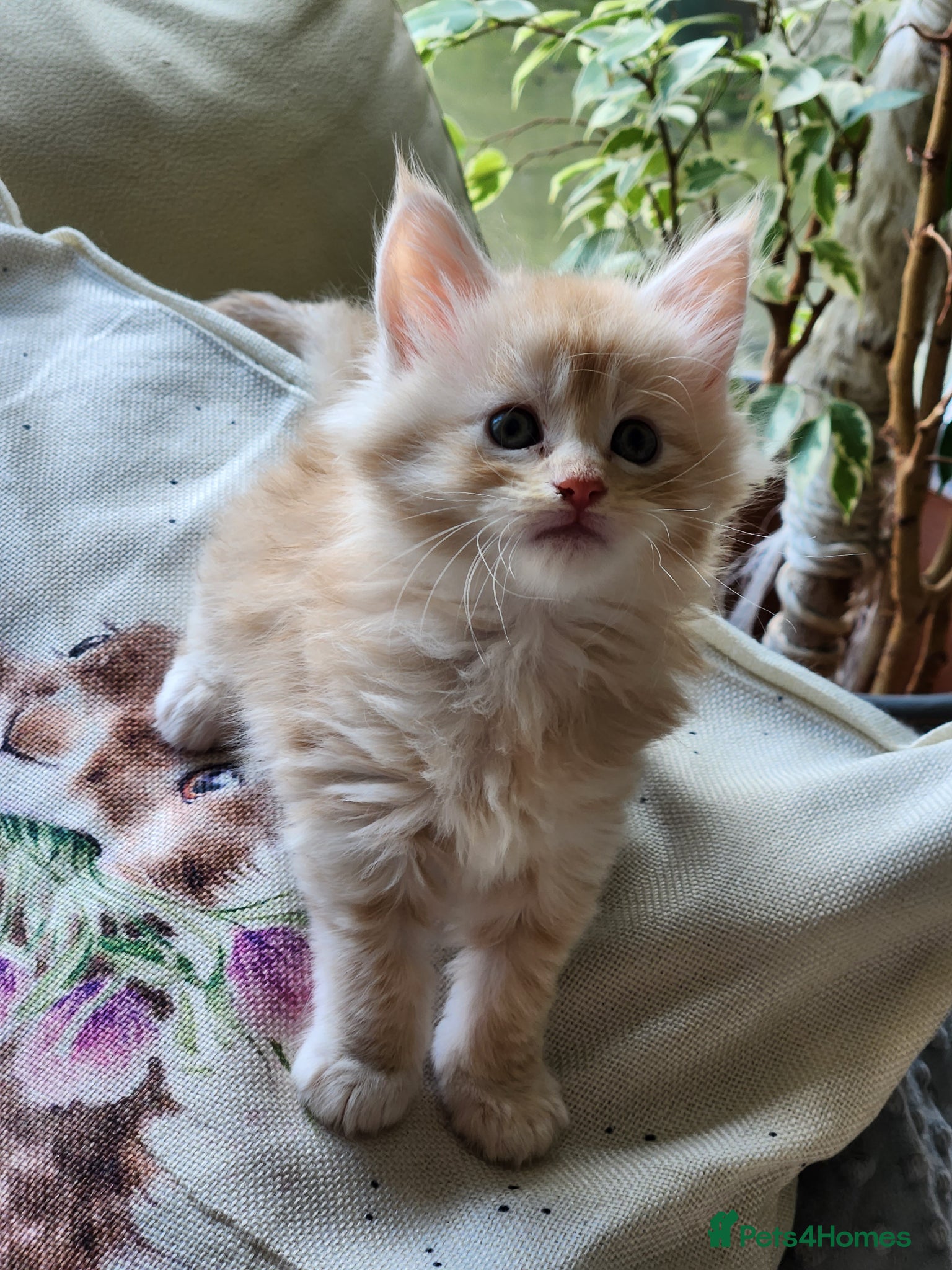 Maine Coon cats Maine Coon Kittens ready April - Advert 12