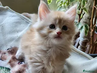 Maine Coon cats Maine Coon Kittens ready April - Advert 12