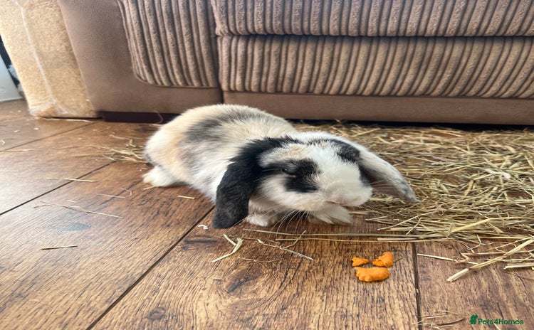 Mini Lop rabbits - Advert 2