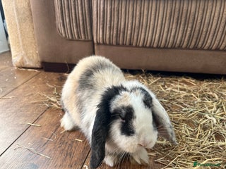 Mini Lop rabbits - Advert 21