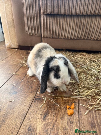 Mini Lop rabbits - Advert 2