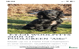 Cocker Spaniel dogs for sale: KC REG FIELD TRIAL SIRED COCKER SPANIEL PUPPIES  - Image 6