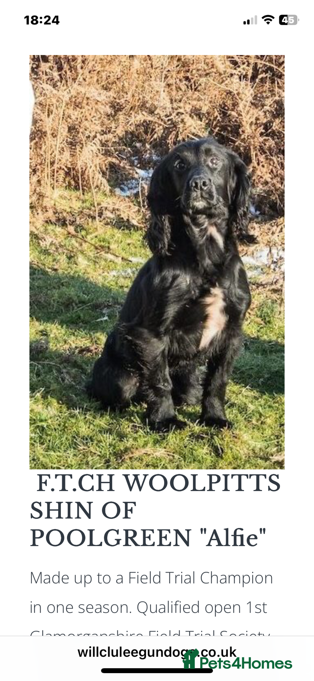 Cocker Spaniel dogs for sale: KC REG FIELD TRIAL SIRED COCKER SPANIEL PUPPIES  - Image 6