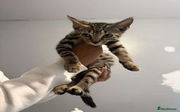Ragdoll cats for sale: Ragdoll x bengal //// bengal x tabby - Image 32
