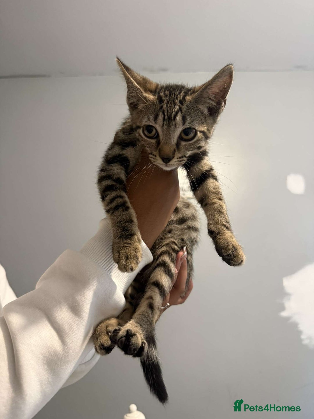 Ragdoll cats for sale: Ragdoll x bengal //// bengal x tabby - Image 32