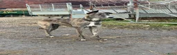 Lurcher dogs for sale: Lurcher in Richmond - Advert 2