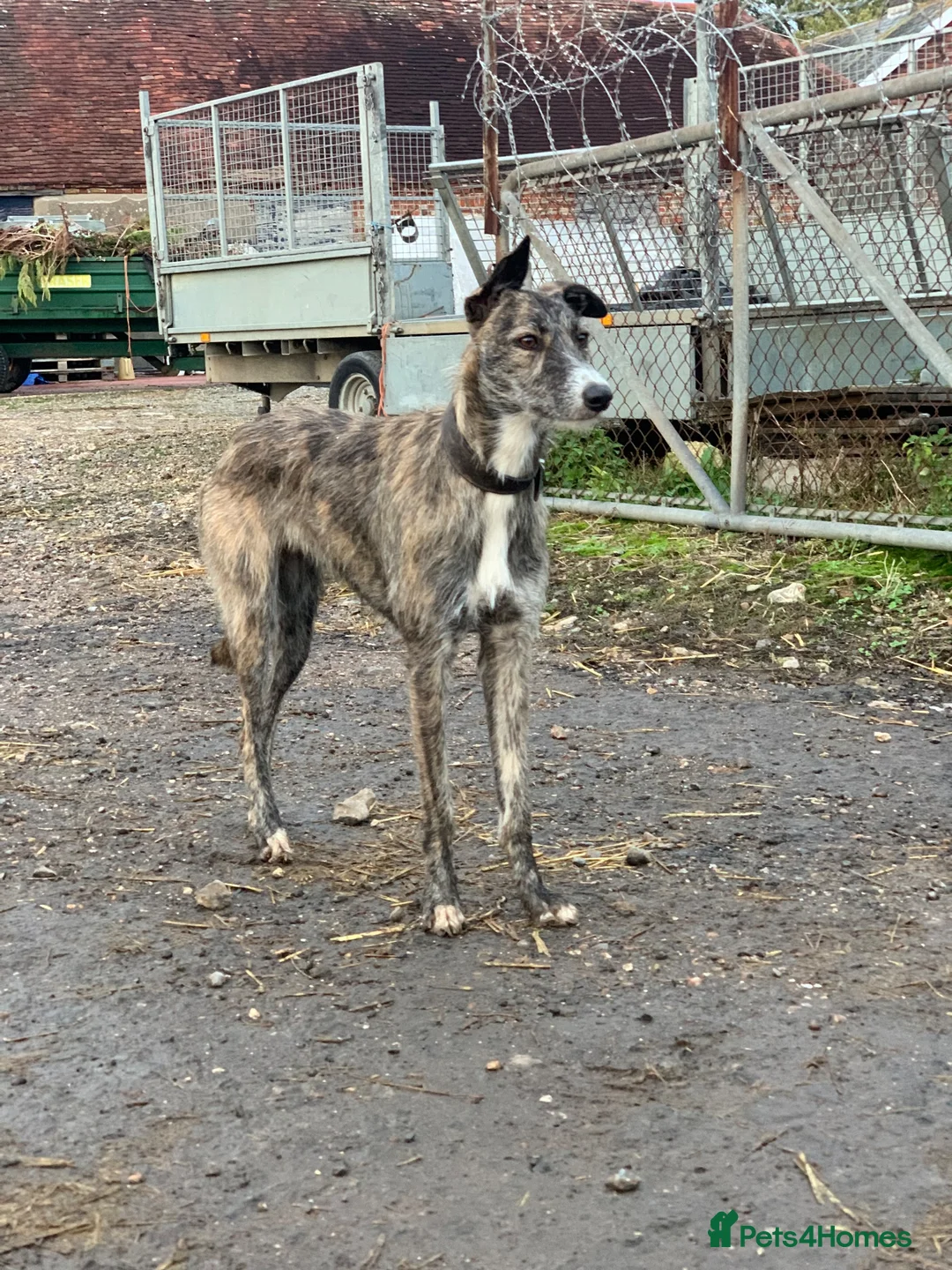 Lurcher dogs for sale: Lurcher in Richmond - Advert 2