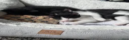 Mixed Breed cats for sale: Female black and white  in Plymouth - Advert 3