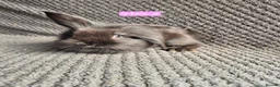 Mini Lion Lop rabbits for sale: Mini Lion Lop Bunnies - Advert 14