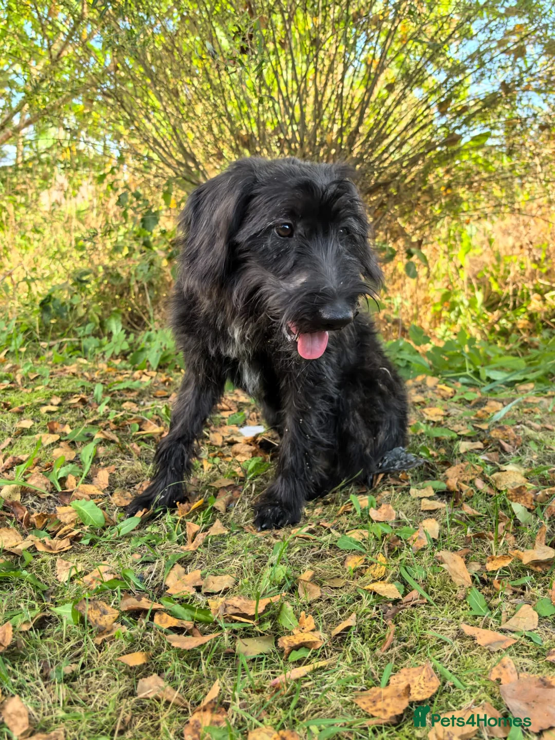 Labradoodle dogs for adoption: ELLA – Female Labradoodle - Advert 2