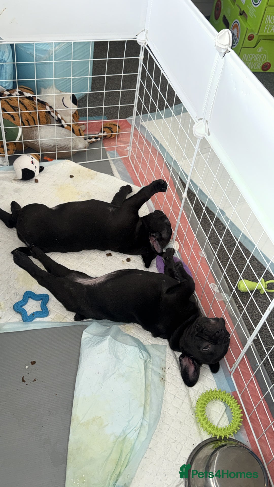 French Bulldog dogs for sale:  Adorable Frenchies Puppies Ready for them home - Image 8