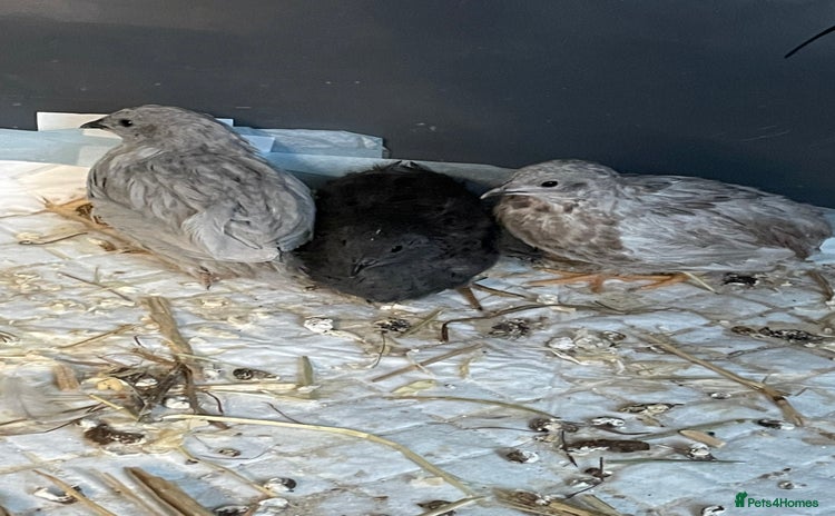 Quail poultry - Advert 2