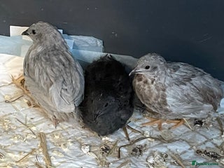 Quail poultry 3 button quail - Advert 19