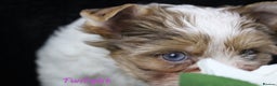 Yorkshire Terrier dogs for sale: Choc & White Yorkie Girl Blue eyes – Ready Now - Advert 17