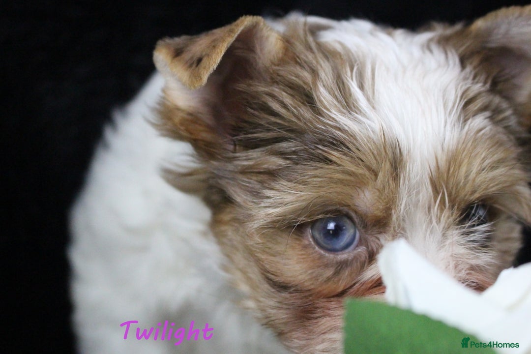 Yorkshire Terrier dogs for sale: Choc & White Yorkie Girl Blue eyes – Ready Now - Advert 17