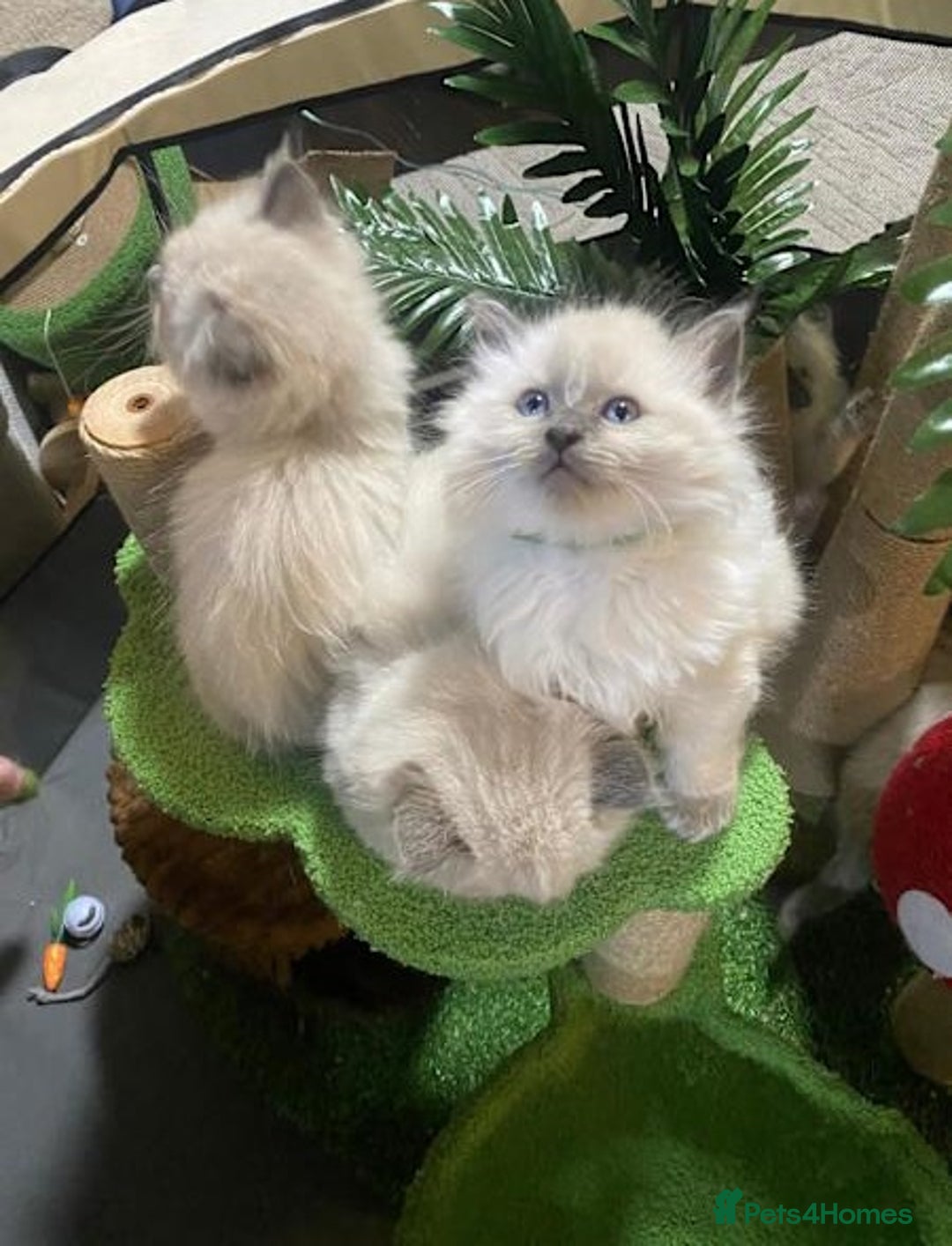 Ragdoll cats for sale: Delightful Ragdoll kittens.  - Image 3