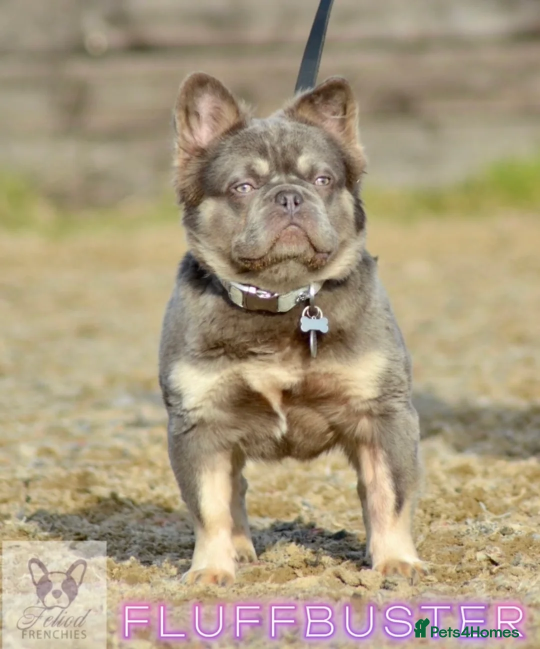 French Bulldog dogs for stud: FLUFFBUSTER LILAC & TAN VISUAL FLUFFY STUD in Halifax - Advert 2