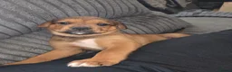 Mixed Breed dogs for sale: Beautiful coloured pups - Advert 17