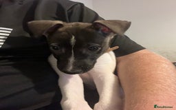 Mixed Breed dogs for sale: Akita x lurcher  - Advert 10