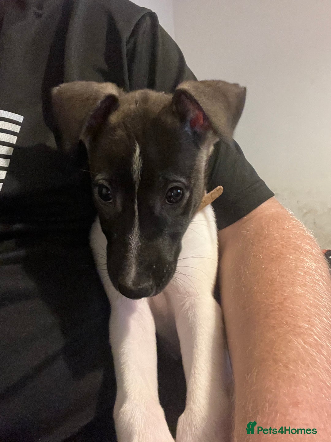 Mixed Breed dogs for sale: Akita x lurcher  - Advert 10