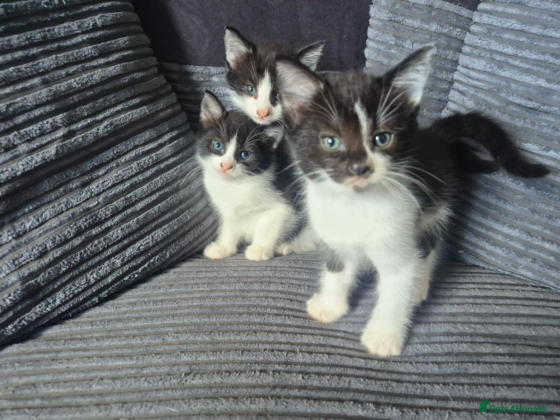 Mixed Breed cats Gorgeous mixed breed kittens READY NOW - Advert 1