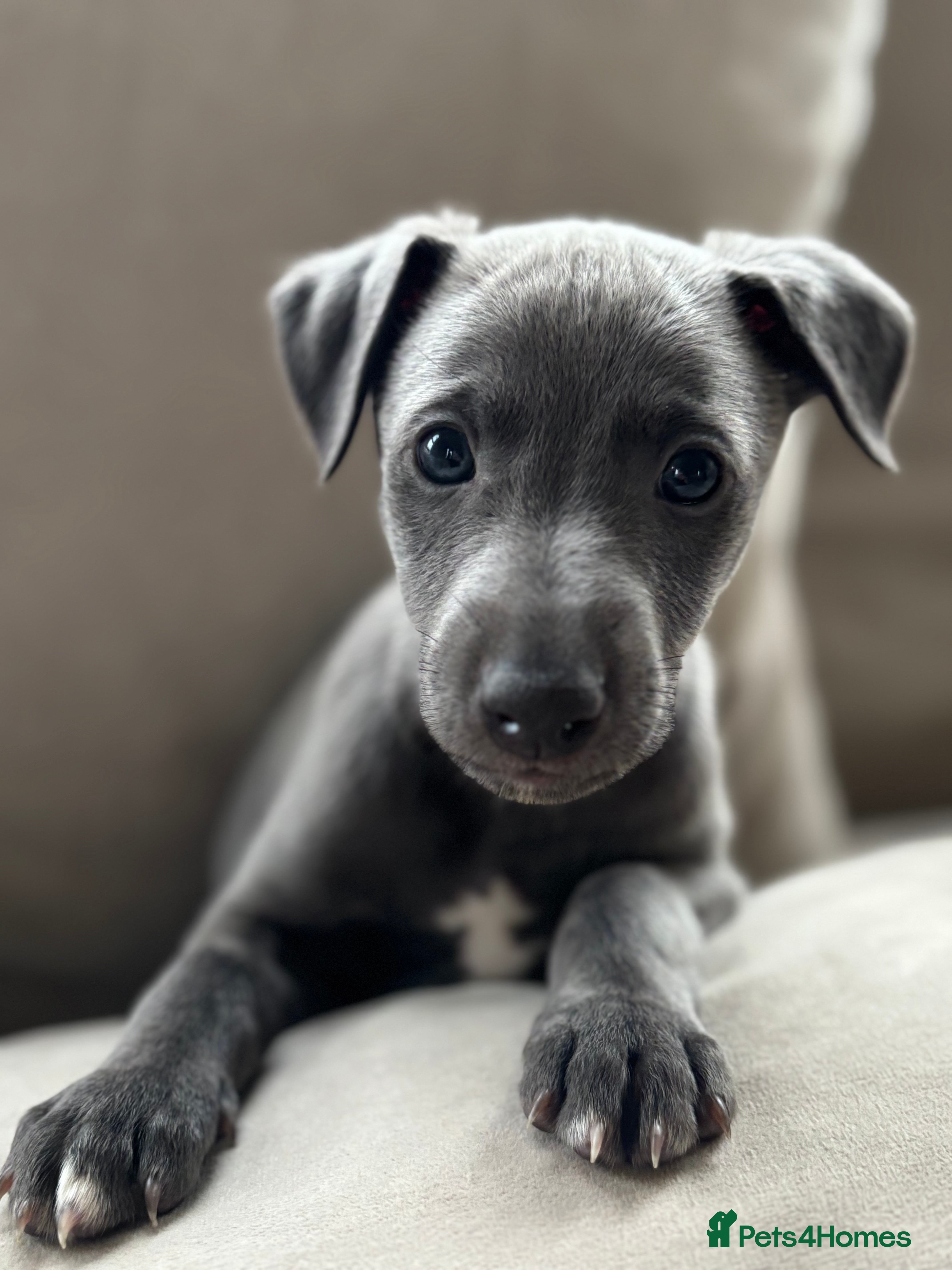 Whippet dogs Stunning KC registered whippet boy! - Advert 2