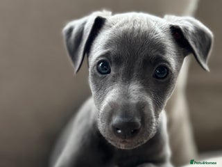 Whippet dogs Stunning KC registered whippet boy! - Advert 2
