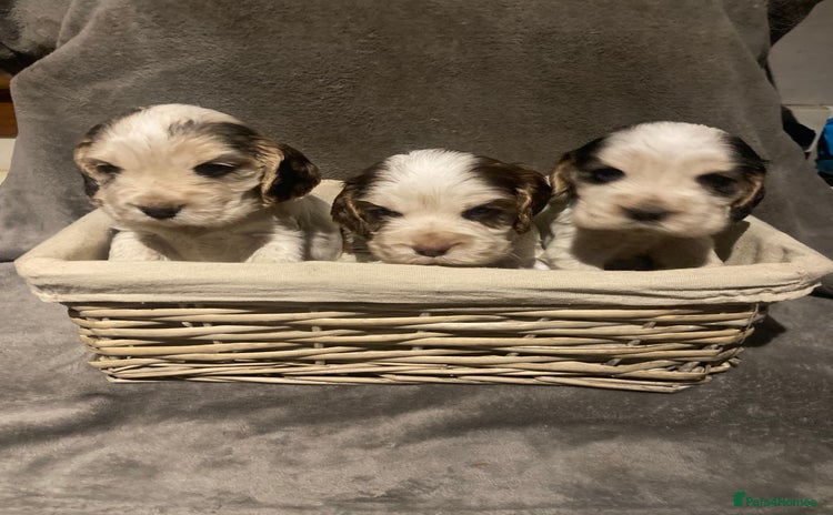 Cocker Spaniel dogs - Advert 2