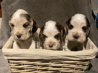 Cocker Spaniel dogs ‘Show Type’ Cocker Spaniel Puppies. KC Registered. - Advert 17