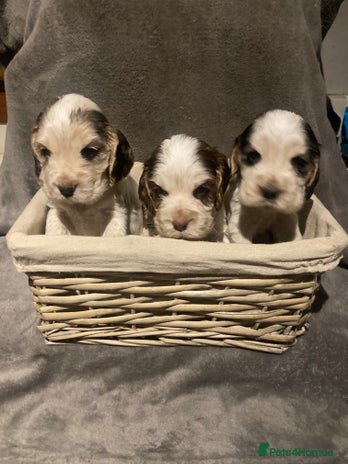 Cocker Spaniel dogs - Advert 2