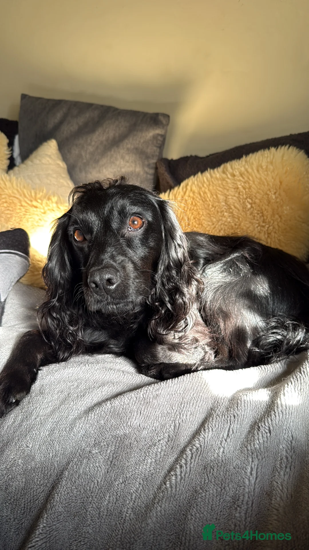 Cocker Spaniel dogs for sale: Working cocker spaniels - Advert 4