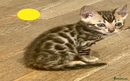 Bengal cats for sale: Update 3 Pedigree Bengals kittens for reservation  - Image 3