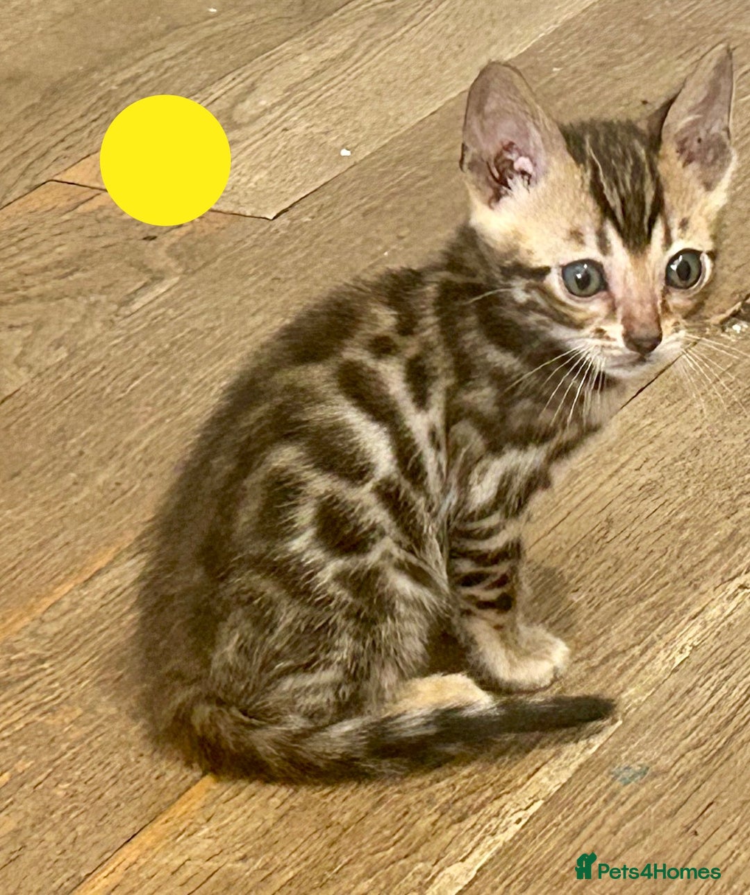 Bengal cats for sale: Update 3 Pedigree Bengals kittens for reservation  - Image 3