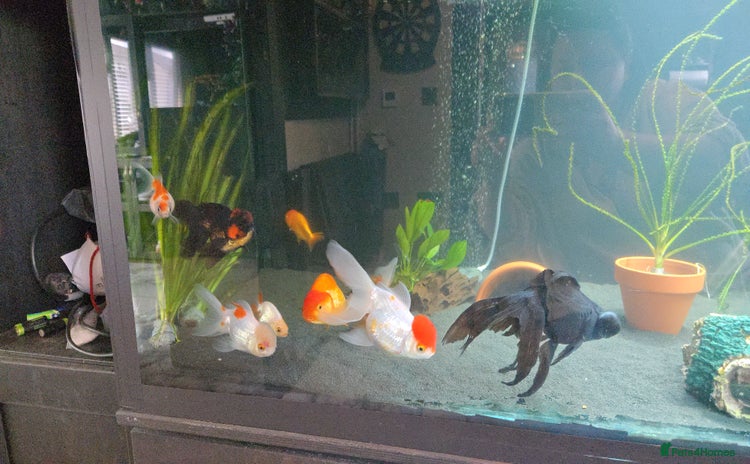 Fancy Goldfish fish - Advert 2