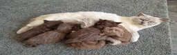 Scottish Fold cats for sale: Scottish fold and stright. Playful 5 females  - Advert 1