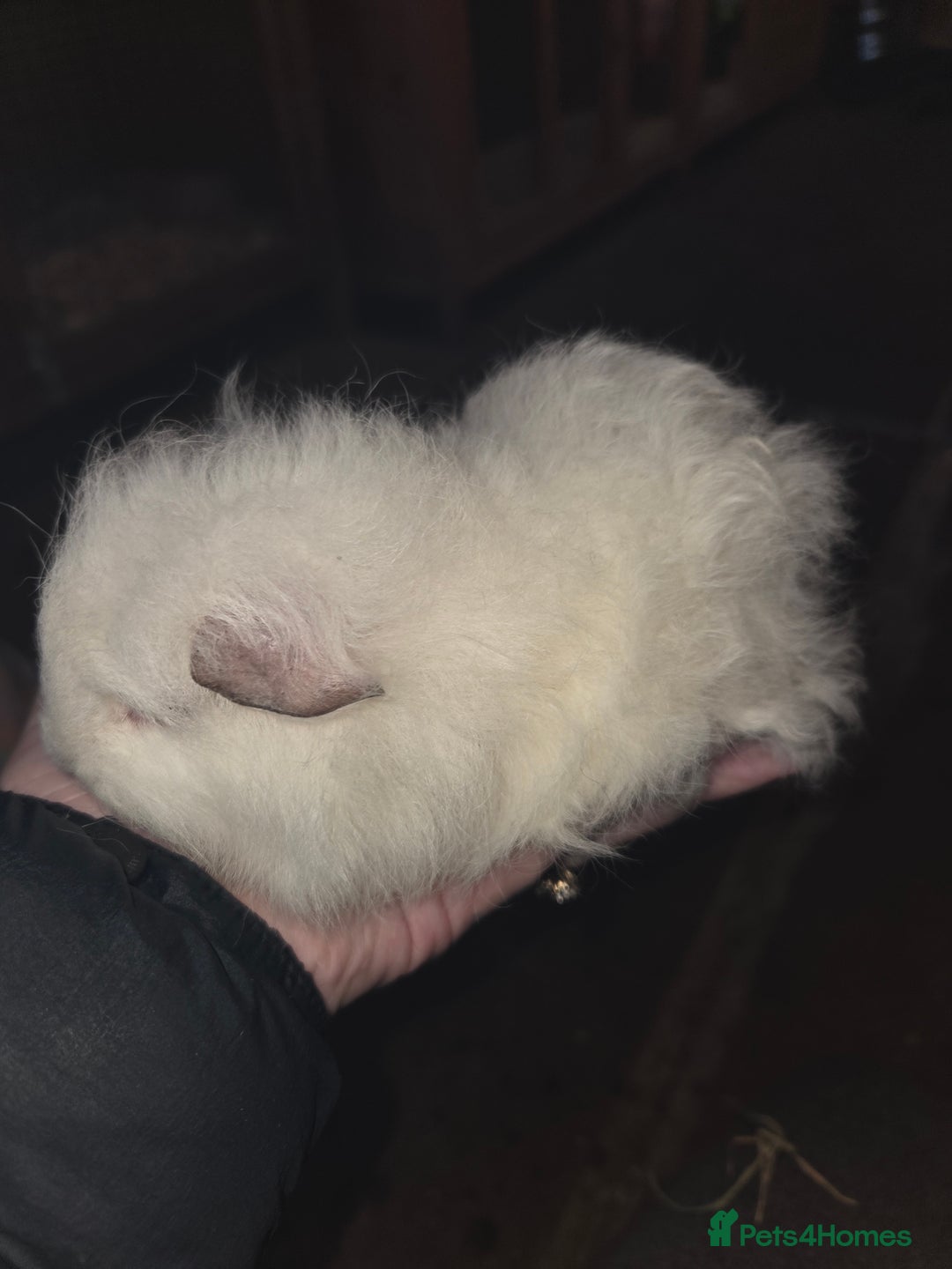 Guinea Pig rodents for sale: Baby guinea pigs - Advert 20